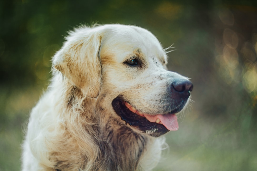 The Ultimate Guide for First-Time Dog Owners: Essential Tips, Supplies, and Expert Advice for a Happy Canine Companion